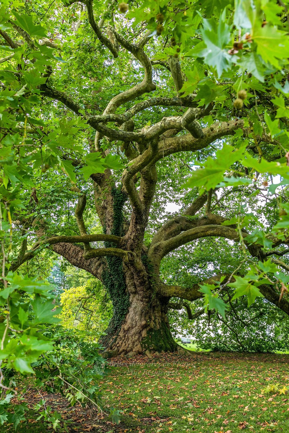 Sumptuous 18th Century Château With 70 In Charron, Nouvelle Aquitaine
