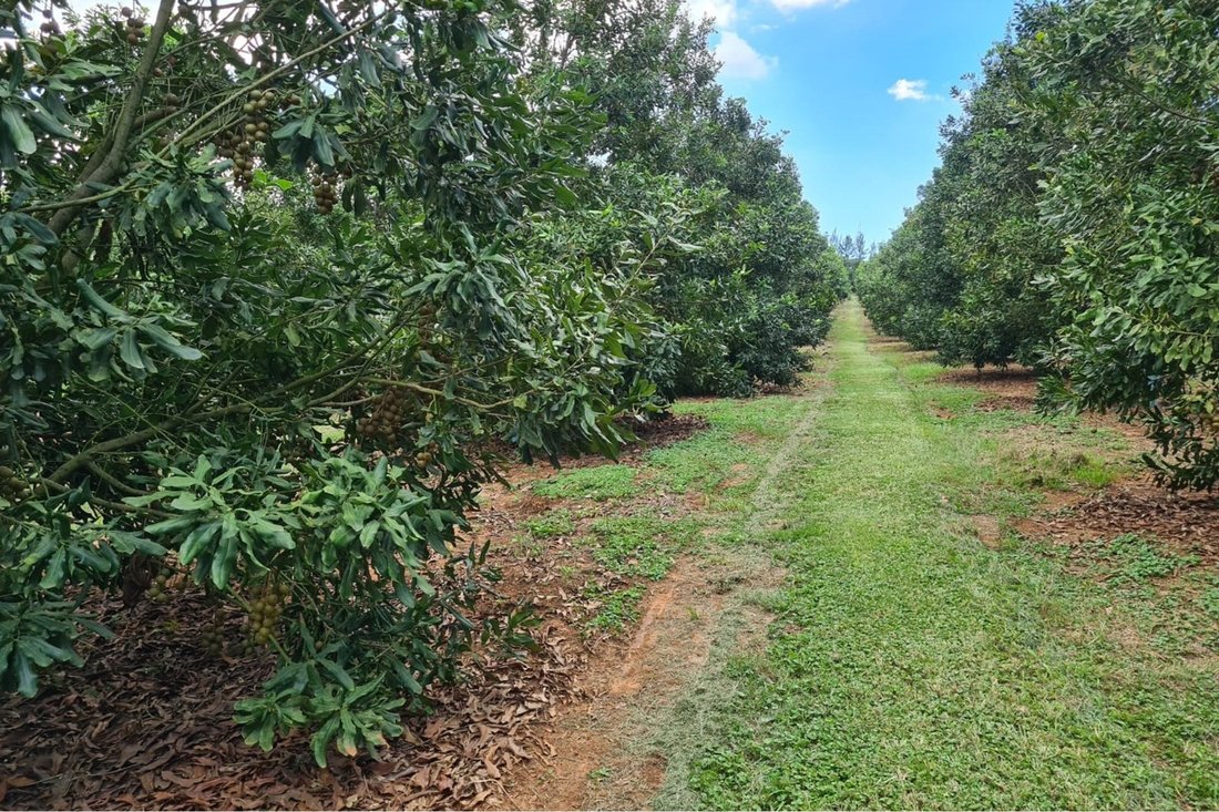 "Prime Commercial Farm For Sale" In Mbombela, Mpumalanga, South Africa