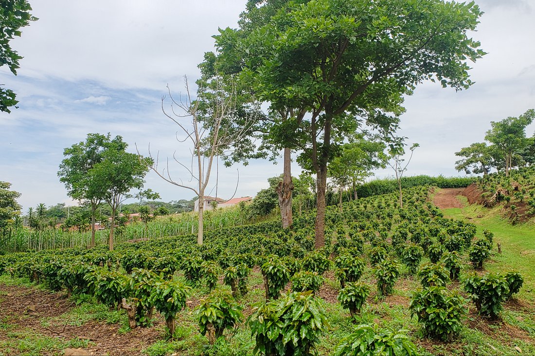 Finca in Grecia, Guanacaste Province, Costa Rica 4 - 14804916