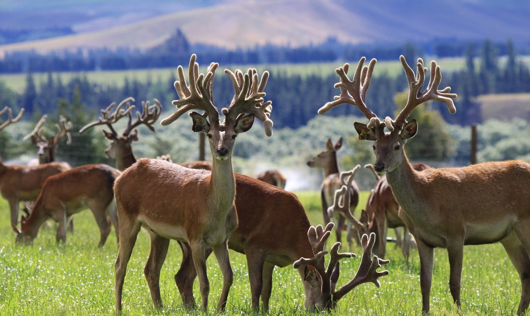 New Zealand Trophy Hunting In Hakataramea Valley, Canterbury, New