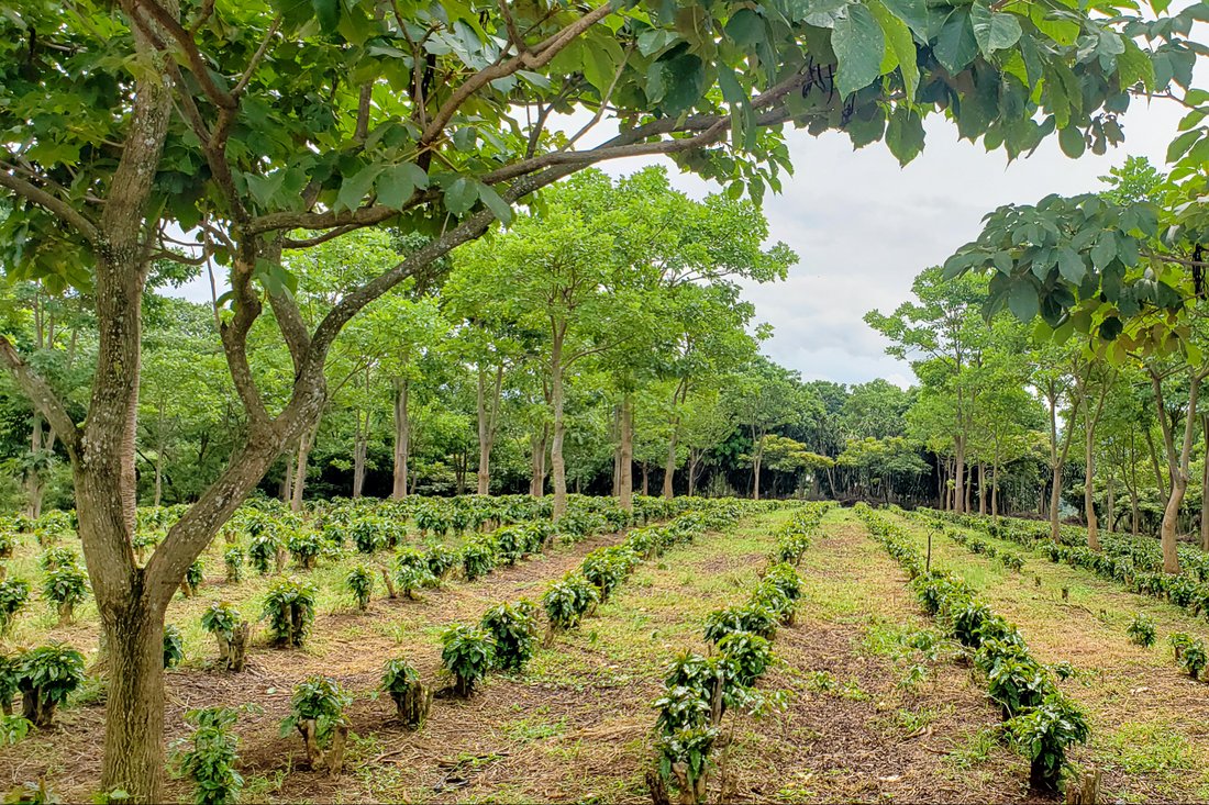 Finca in Grecia, Guanacaste Province, Costa Rica 3 - 14804916