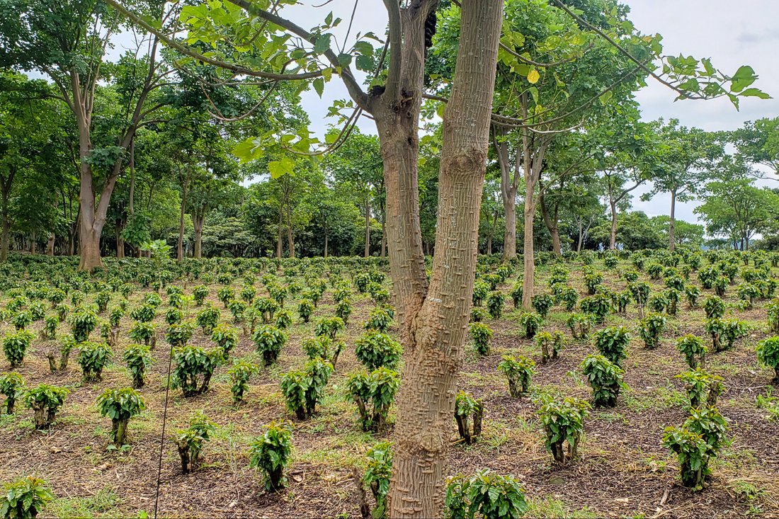 Finca in Grecia, Guanacaste Province, Costa Rica 5 - 14804916
