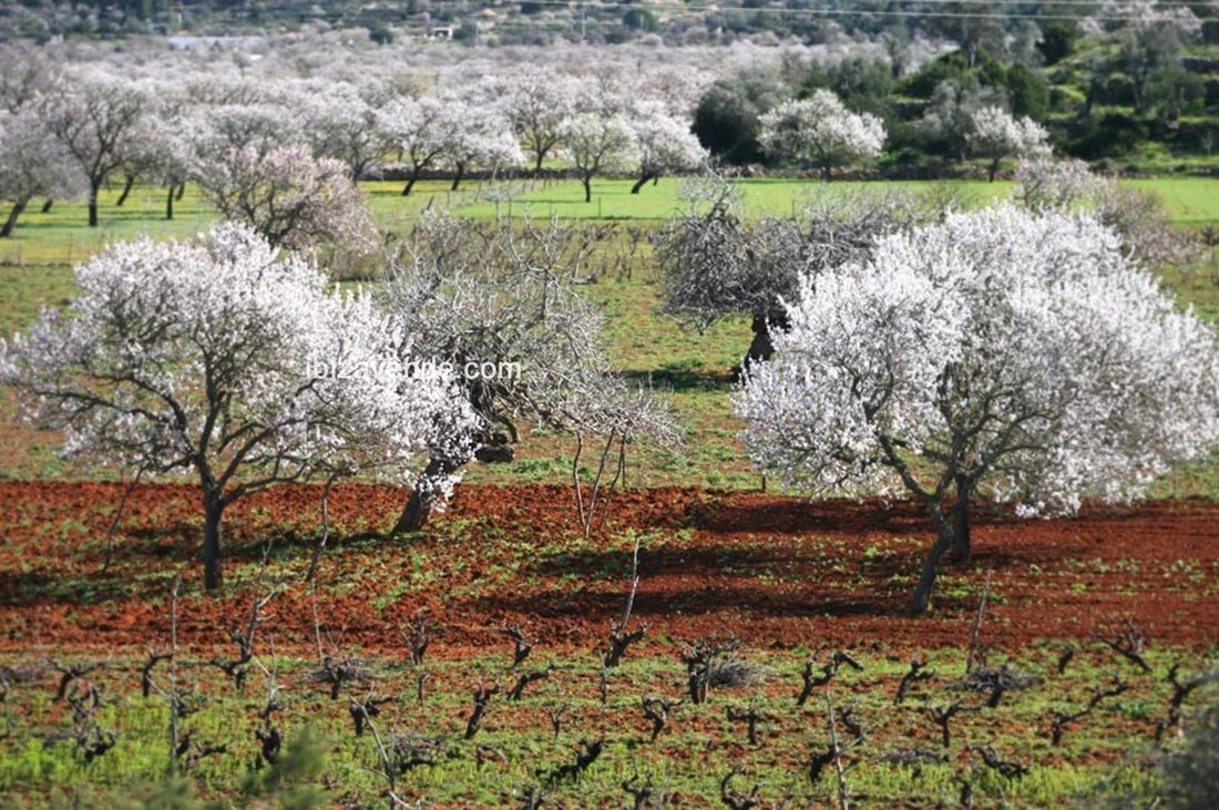Finca in Sant Joan de Labritja, Balearic Islands, Spain 4 - 14799630