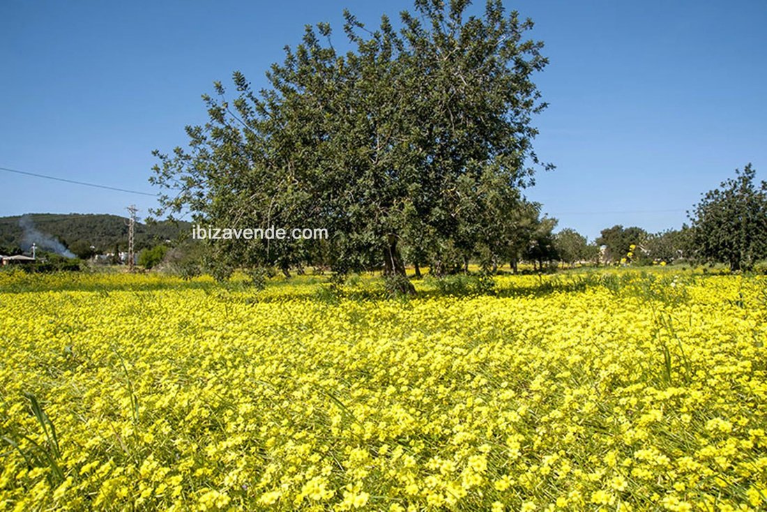 Finca in Sant Joan de Labritja, Balearic Islands, Spain 5 - 14799630