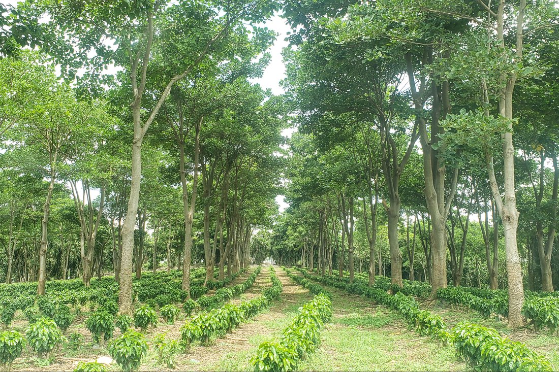 Finca in Grecia, Guanacaste Province, Costa Rica 2 - 14804916