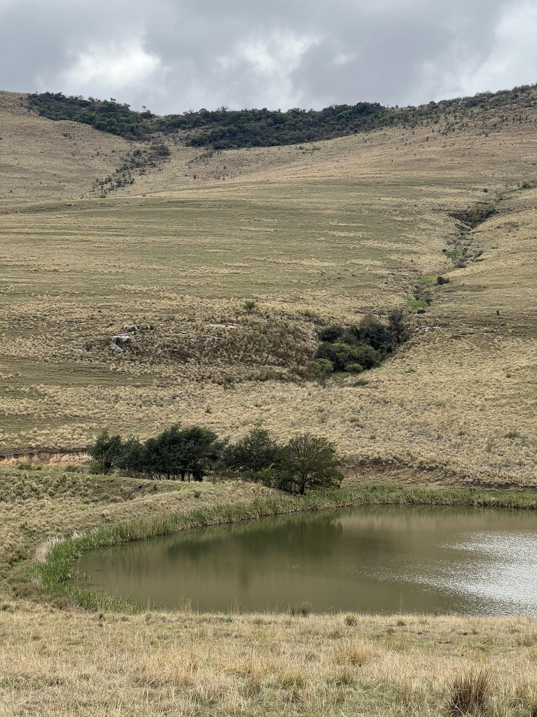 Farm Ranch in Mooi River, KwaZulu-Natal, South Africa 5 - 14799754
