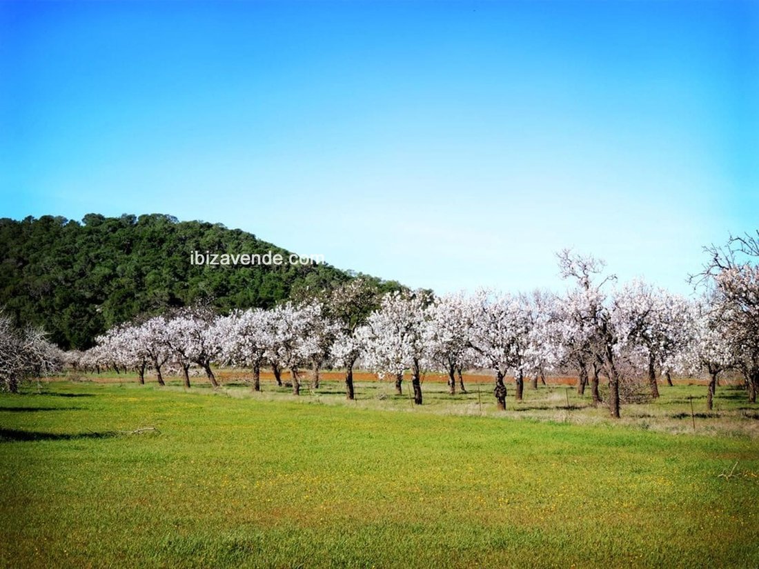 Finca in Sant Joan de Labritja, Balearic Islands, Spain 2 - 14799630