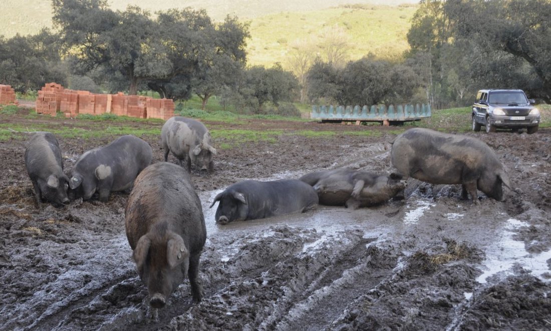 Farm Ranch in Hinojales, Andalusien, Spanien 2 - 14811498