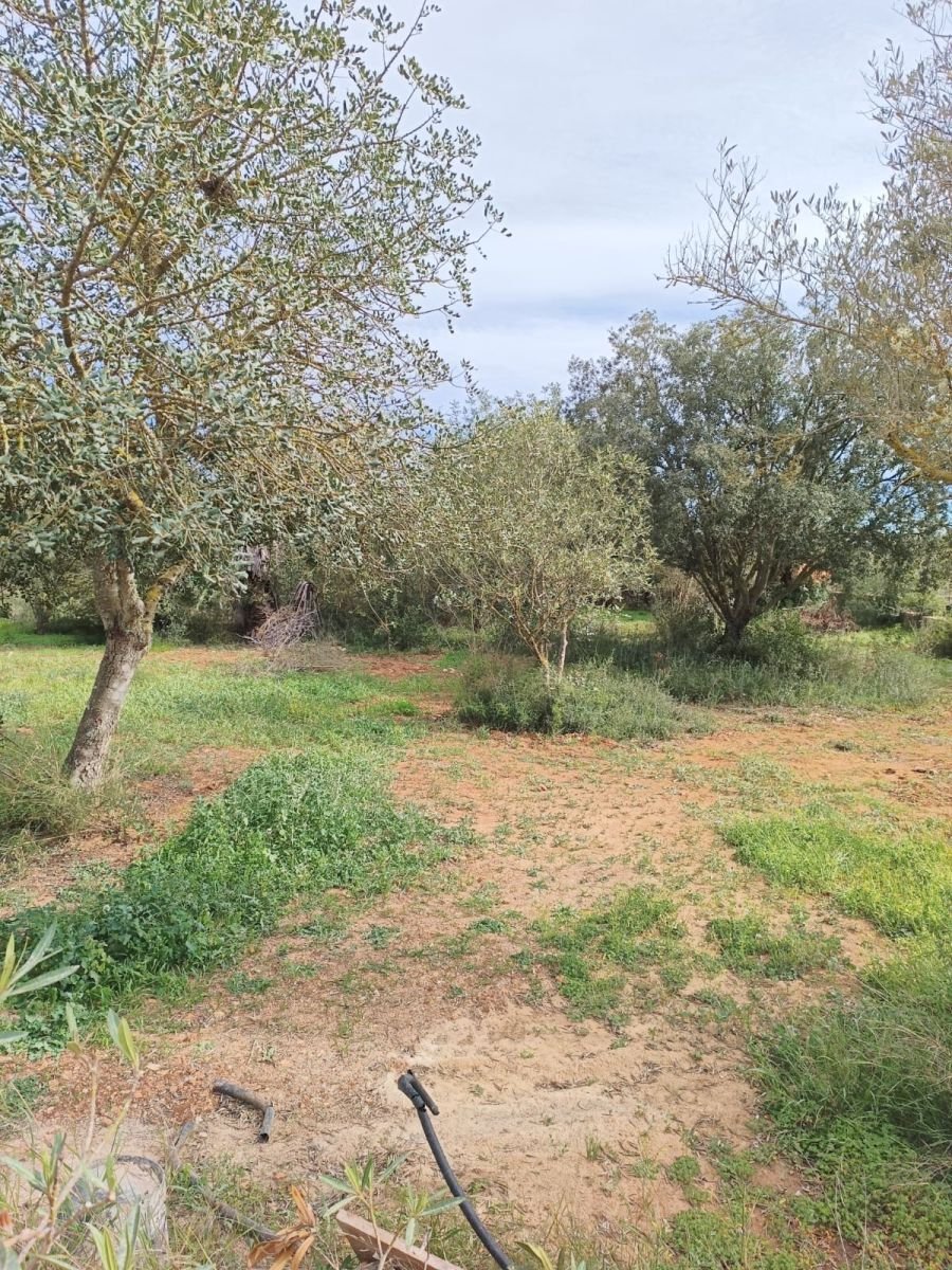 Chalet in ses Salines, Balearic Islands, Spain 2 - 14810818