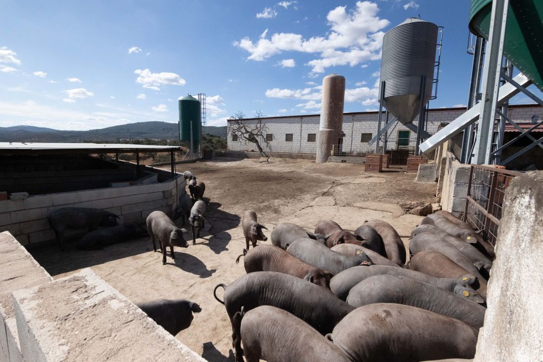 Farm Ranch in Hinojales, Andalusien, Spanien 1 - 14811498