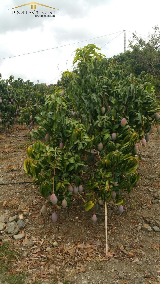 Farm Ranch in Velez-Malaga, Andalusia, Spain 4 - 14812476