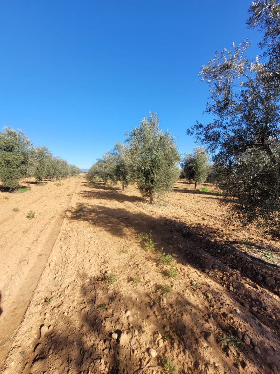 Farm Ranch in Ciudad Real, Castile-La Mancha, Spain 4 - 14811509