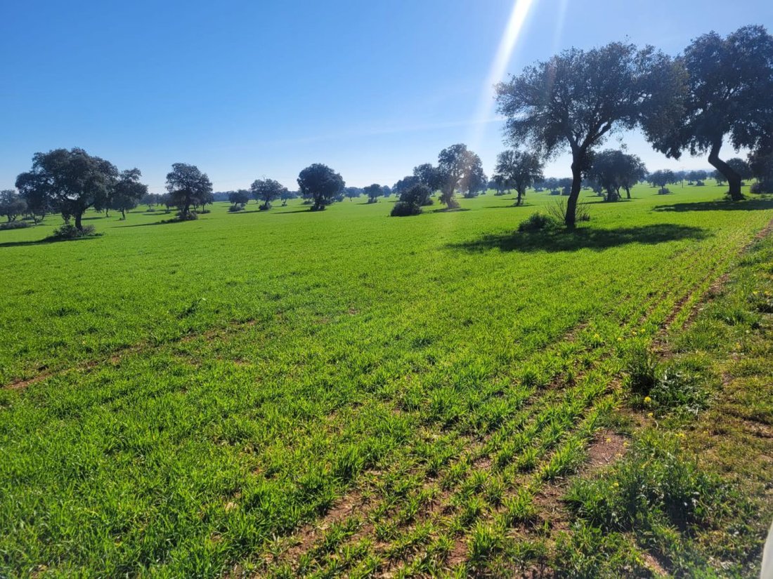 Farm Ranch in Ciudad Real, Castile-La Mancha, Spain 5 - 14811509