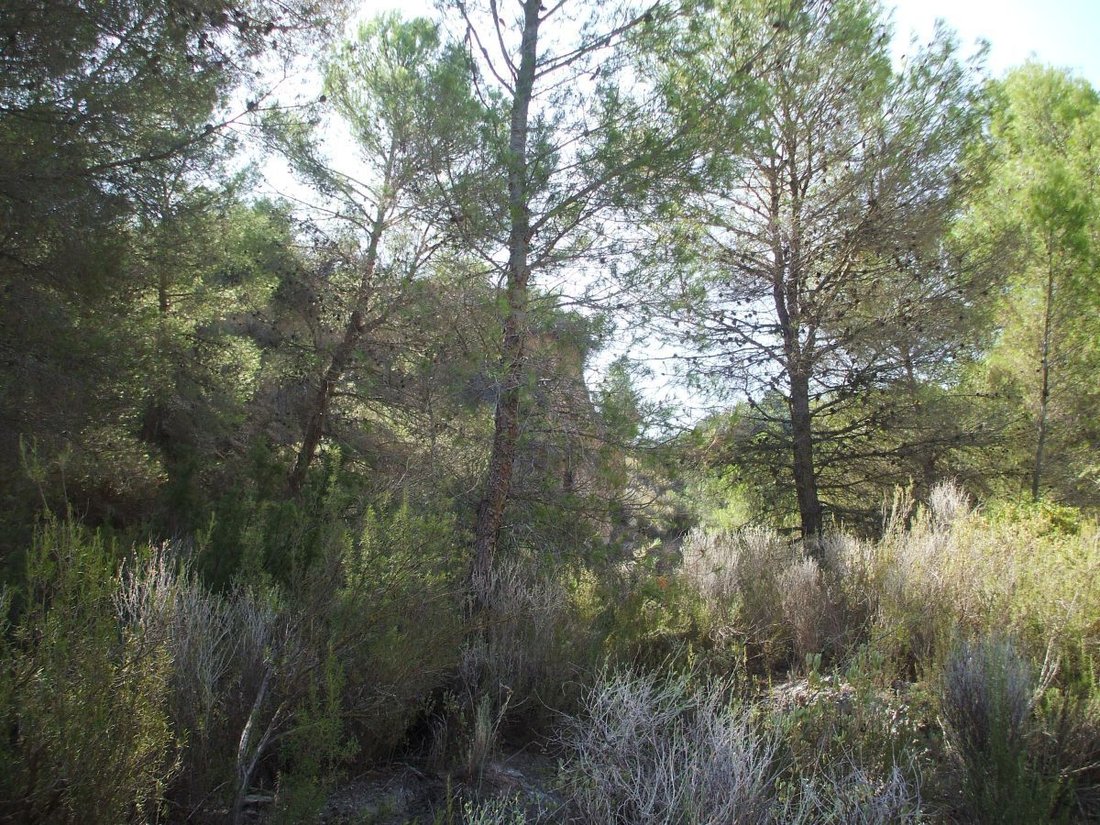Rancho en Lorca, Región de Murcia, España 3 - 14810162