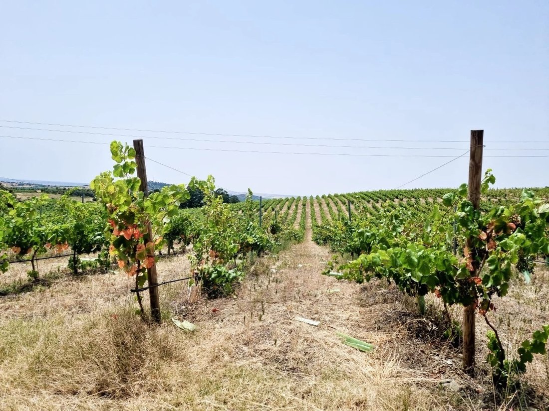 Estate in Vila de Frades, Beja District, Portugal 4 - 14818425