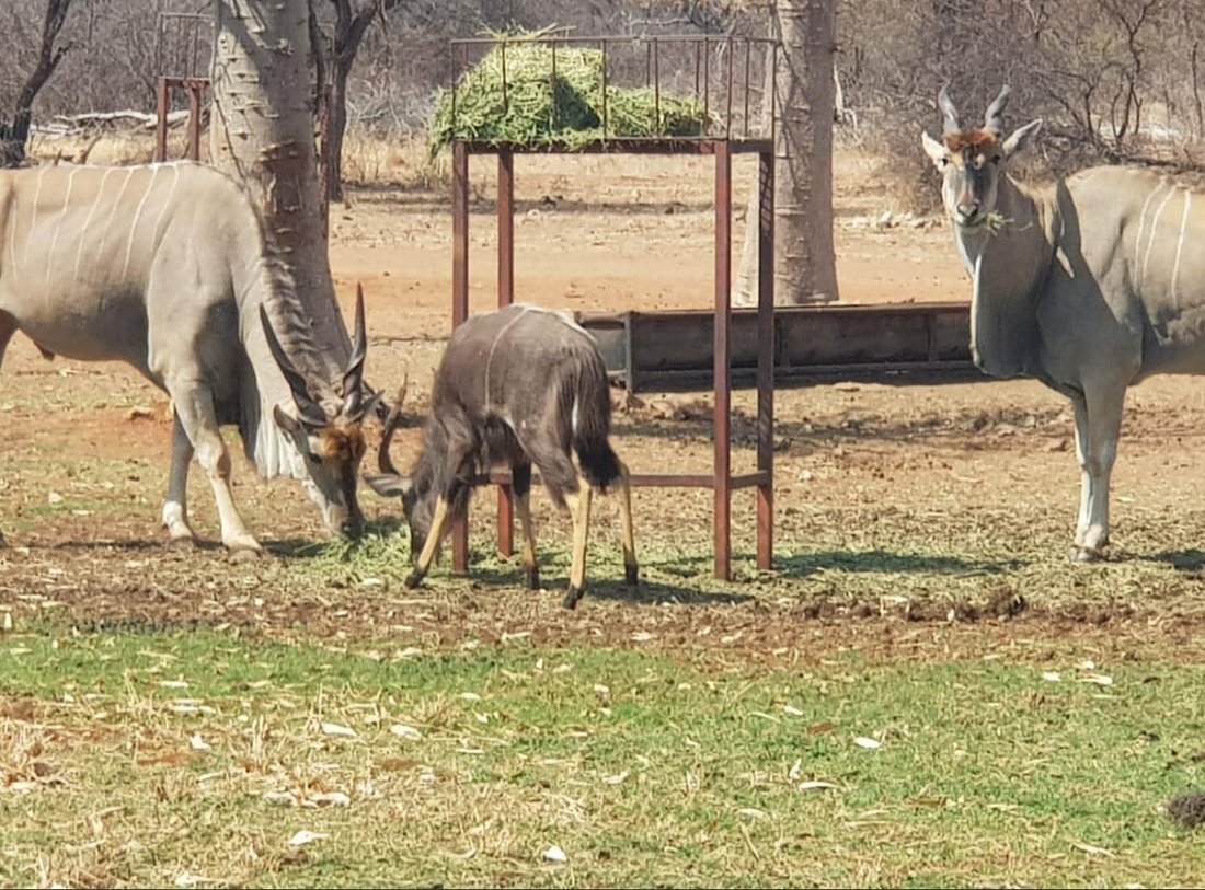 Rancho en Swartwater, Provincia de Limpopo, Sudáfrica 4 - 14819480