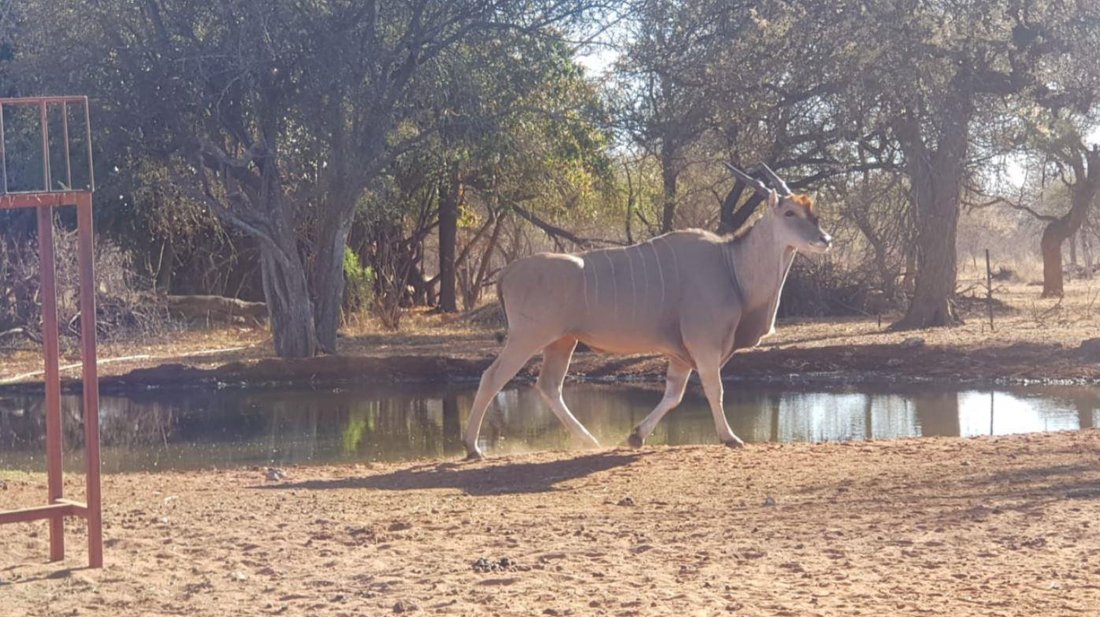 Rancho en Swartwater, Provincia de Limpopo, Sudáfrica 5 - 14819480