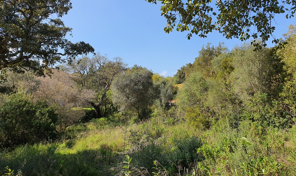 Award Winning Luxury Real Estate Agency. Ideal In San Roque, Andalusia