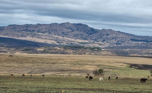 Farm Ranch in Albert Luthuli Local Municipality, Mpumalanga, South Africa 1