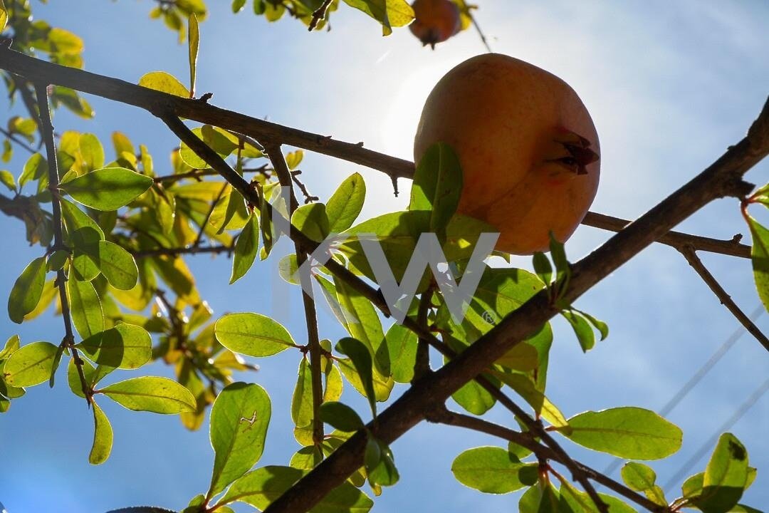 Lagoa (Algarve) Farm In Porches, Algarve, Portugal For Sale (14836458)