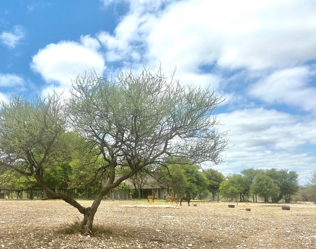 Game Farm For Sale In Alldays, Limpopo, South Africa For Sale (14840765)