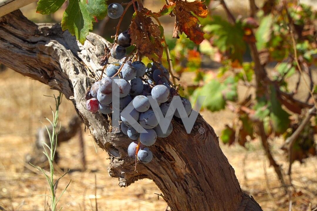 Lagoa (Algarve) Farm In Porches, Algarve, Portugal For Sale (14836458)