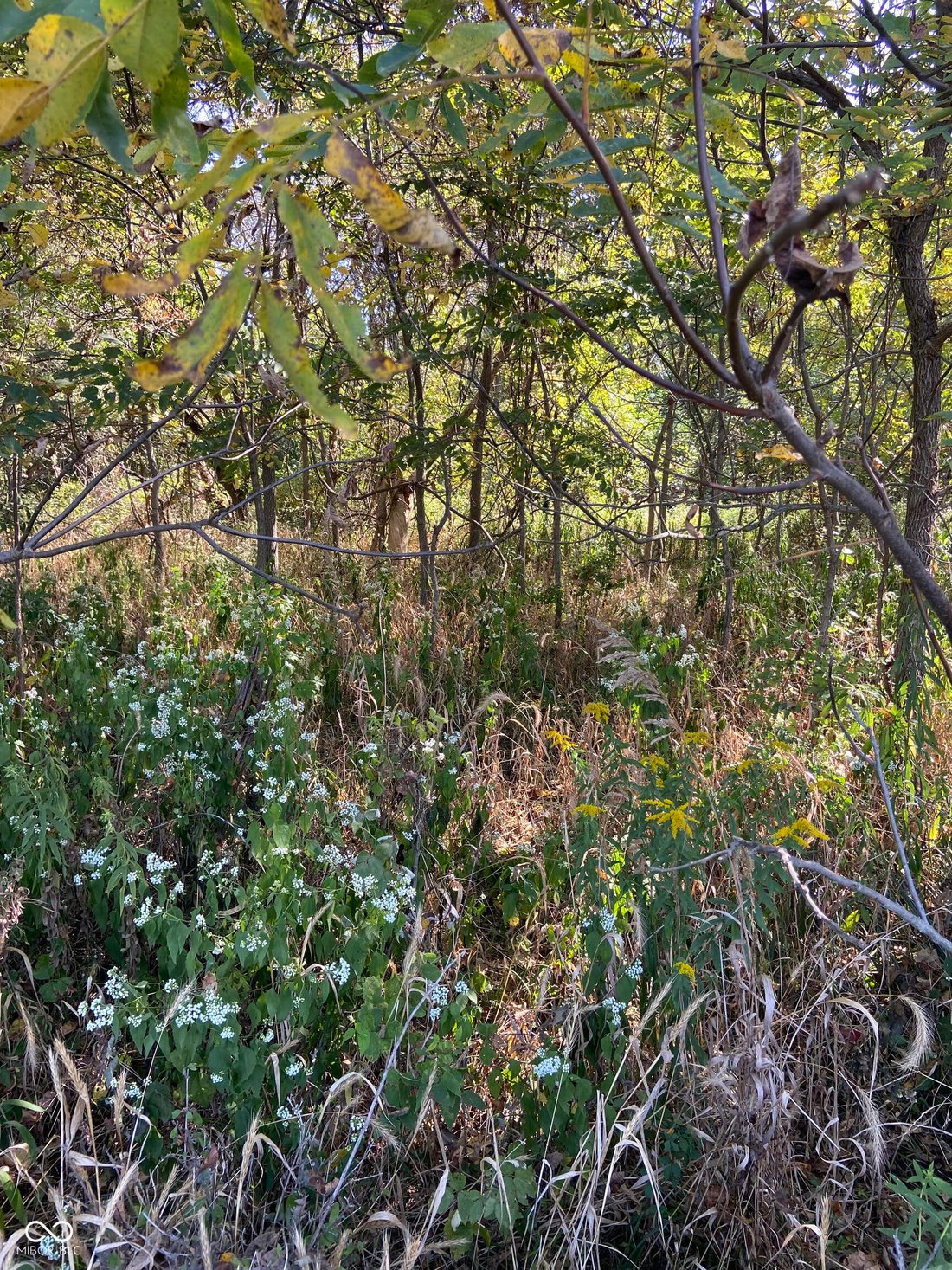 Farm And Agriculture Trafalgar In Trafalgar, Indiana, United States For