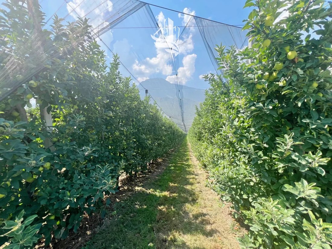Land in Nals, Trentino – Alto Adige/Südtirol, Italy 5 - 14695397