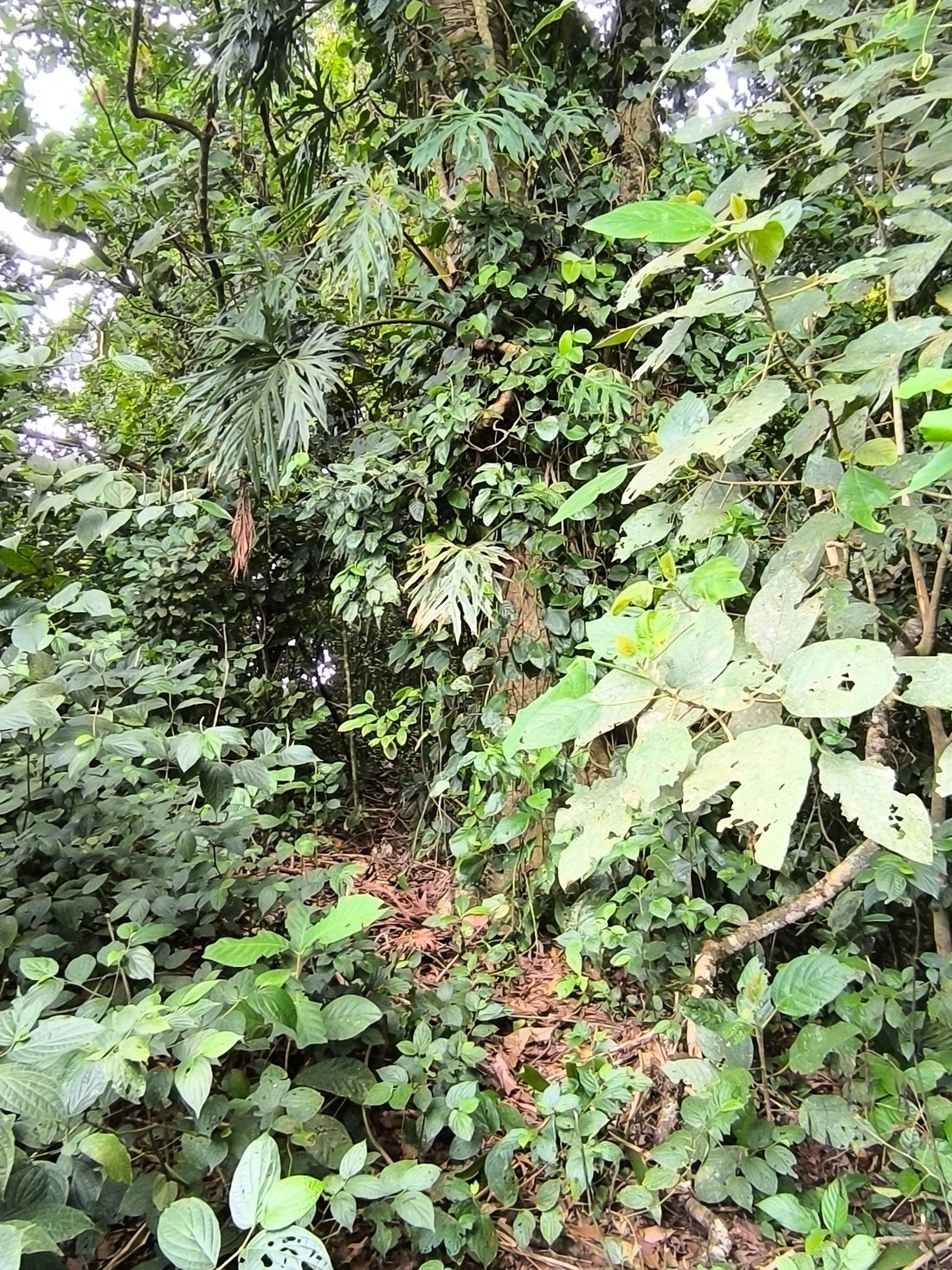 Land in La Fortuna, Provinz Alajuela, Costa Rica 5 - 14872159