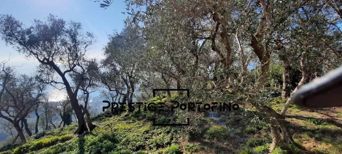 Zoagli, Liguria, Italy 5 - 14102401