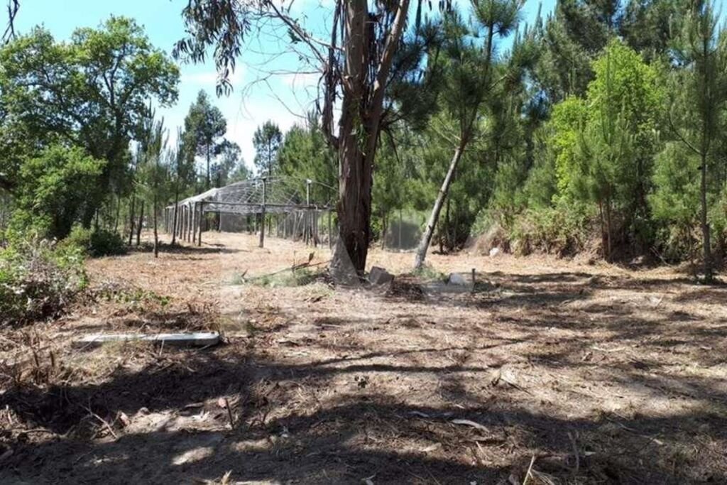 Land in Belas, Lisbon, Portugal 3 - 14908777