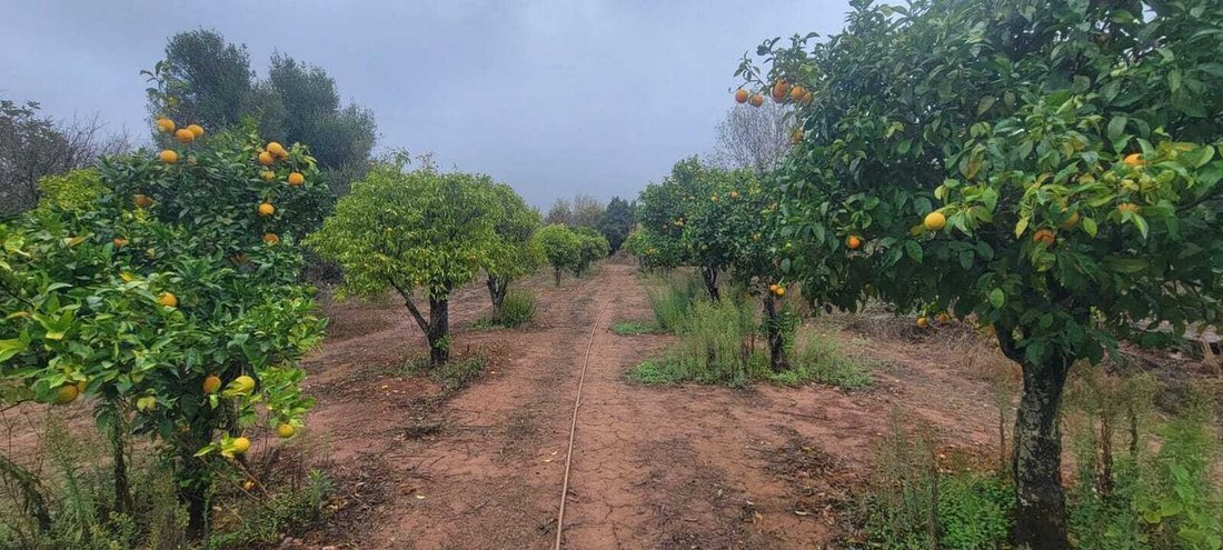 Land in Boliqueime, Algarve, Portugal 3 - 14928407