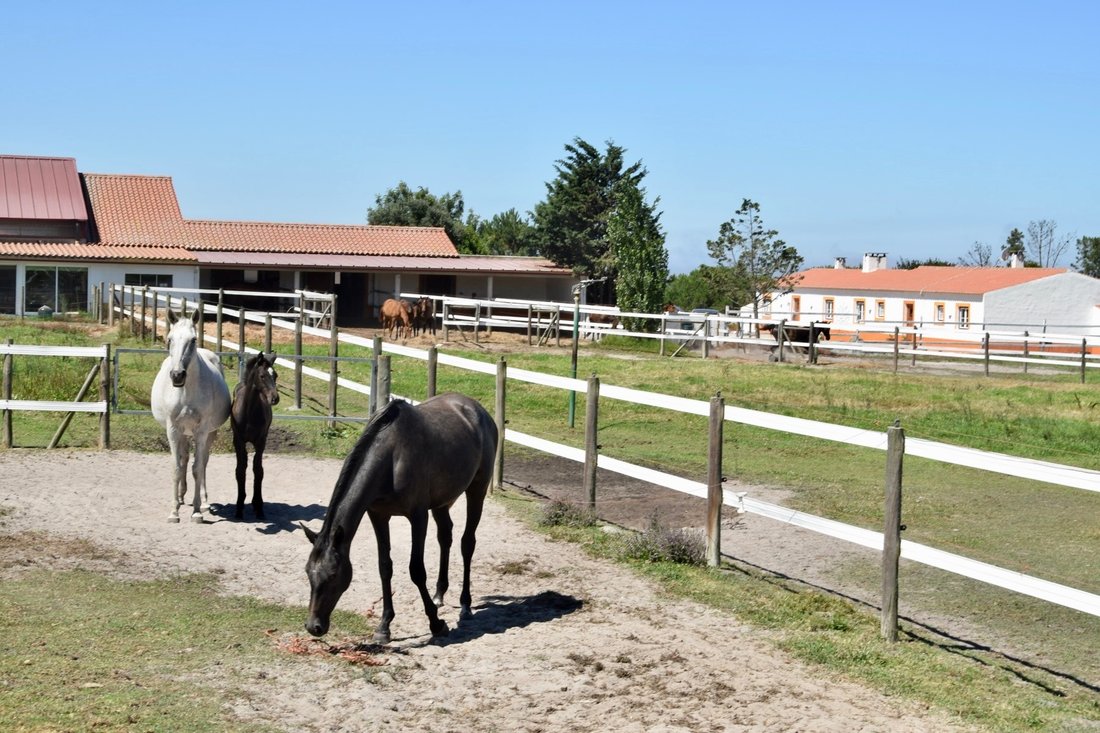 Farm Ranch in S.Teotónio, Beja District, Portugal 4 - 14954753