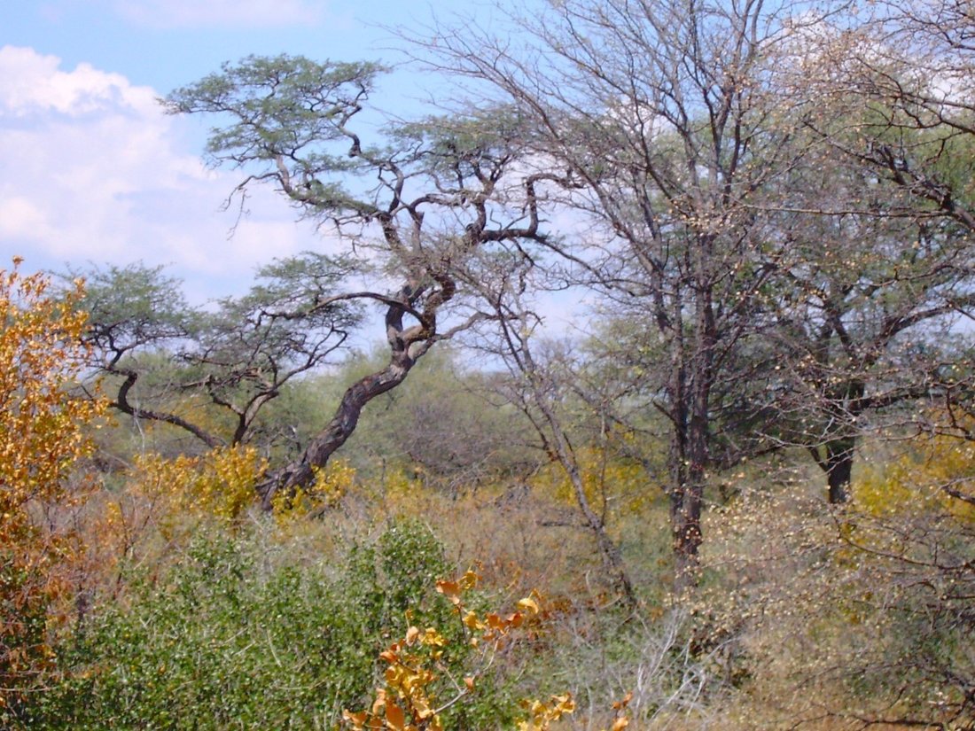 Farm Ranch in Lephalale, Limpopo, South Africa 3 - 15004421