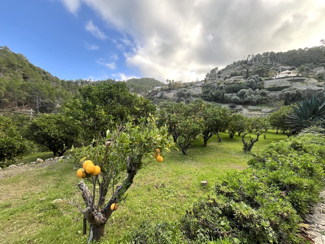 Finca in Banyalbufar, Balearic Islands, Spain 5 - 15041919