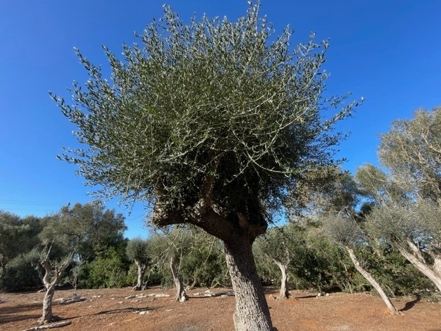 Felanitx, Balearic Islands, Spain 1 - 15037141