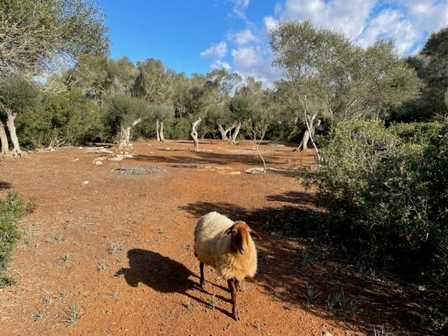 Altro a Felanitx, Isole Baleari, Spagna 1 - 15037141