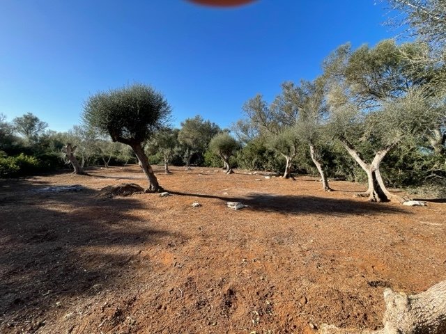 Felanitx, Balearic Islands, Spain 4 - 15037141