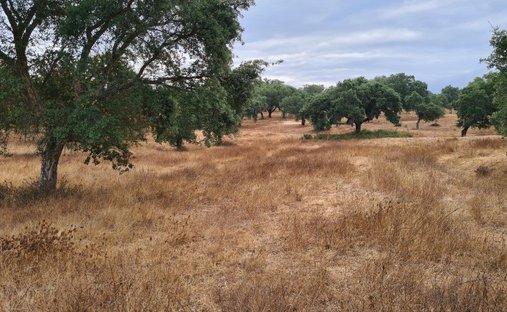Terrain à Vendas Novas, District d'Évora, Portugal 1