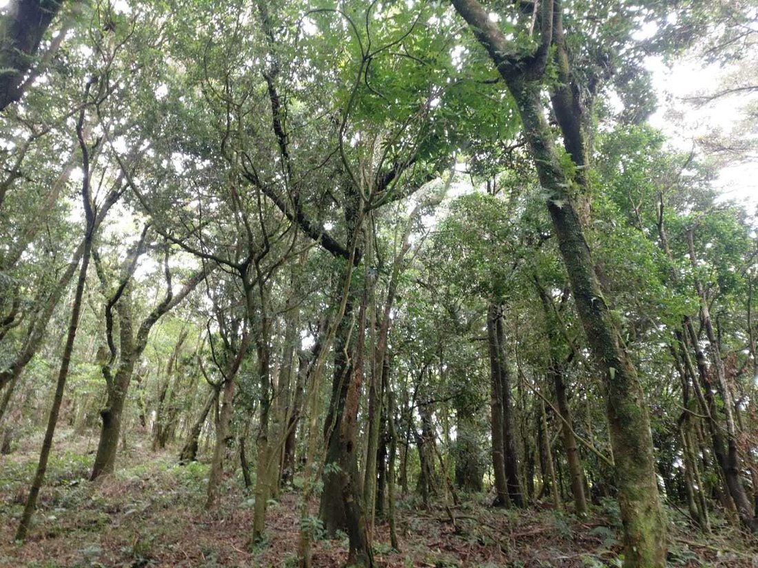 Land in San Pedro de Poás, Guanacaste Province, Costa Rica 2 - 15059278