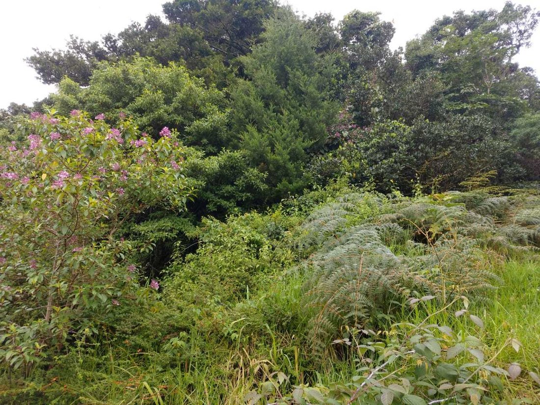 Land in San Pedro de Poás, Guanacaste Province, Costa Rica 4 - 15059278