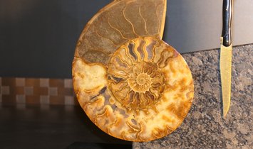 Tycoon Stone magnetischer Messerblock aus Steel Grey mit einem geteiltem Ammoniten 2,5g 999.9 Gold  