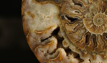 Tycoon Stone magnetischer Messerblock aus Steel Grey mit einem geteiltem Ammoniten 2,5g 999.9 Gold  