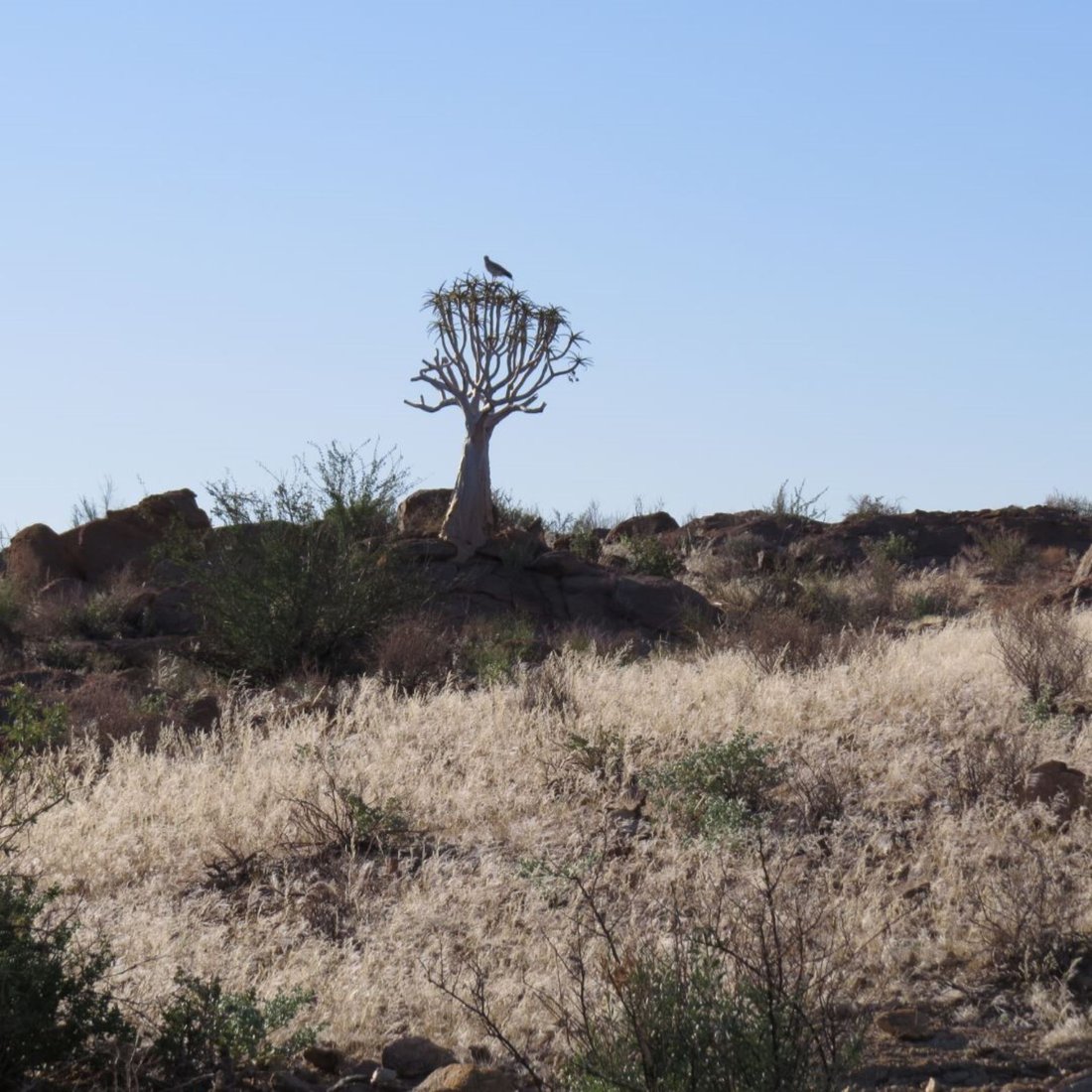 Farm Ranch in Noordoewer, Karas Region, Namibia 2 - 15091091