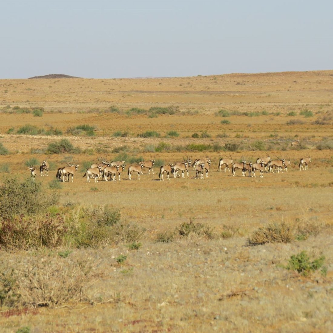 Farm Ranch in Noordoewer, Karas Region, Namibia 1 - 15091091