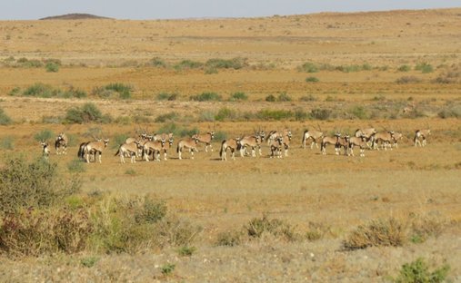 Corps de ferme à Noordoewer, Karas Region, Namibie 1