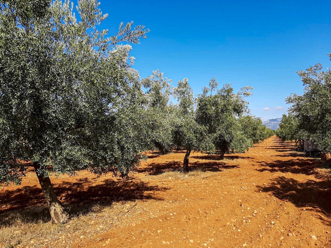 Maisons de campagne à Costitx, Îles Baléares, Espagne 1 - 15100600