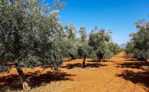 Maisons de campagne à Costitx, Îles Baléares, Espagne 1