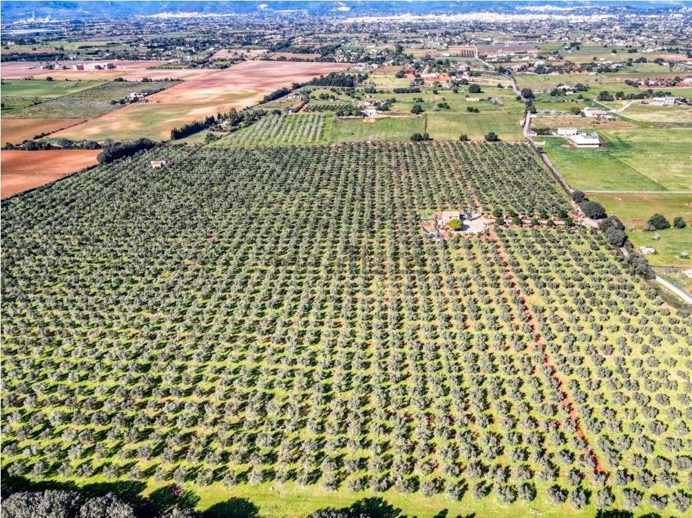 Costitx, Balearic Islands, Spain 5 - 15101137
