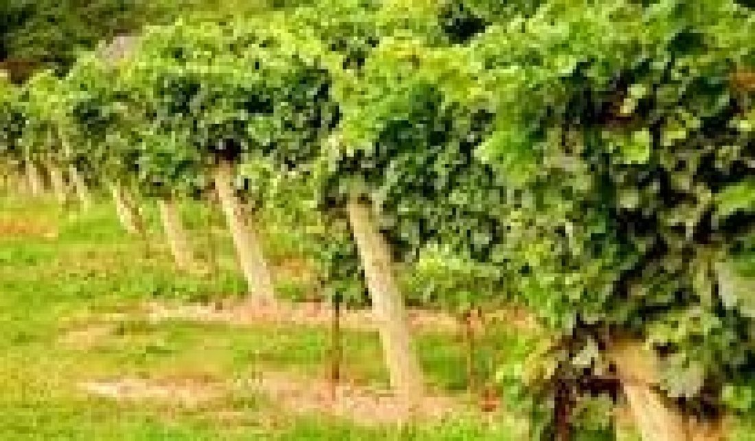 Altro a Villena, Comunità Valenzana, Spagna 5 - 15107575